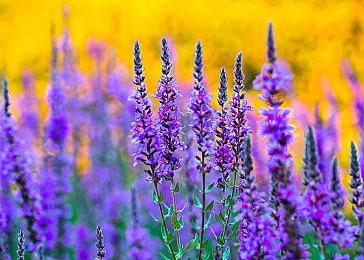 AMD FSR 4游戏已达37款！逼近DLSS 4的一半